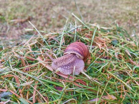 A snail on a stack of grass clippings Stock Photos