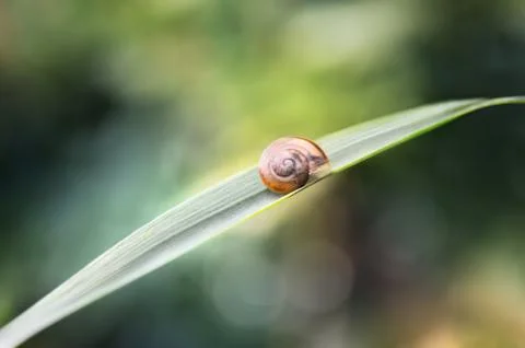 Snail on a stalk Stock Photos
