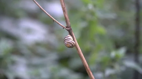 Snail on a stick 스톡 동영상 116049306