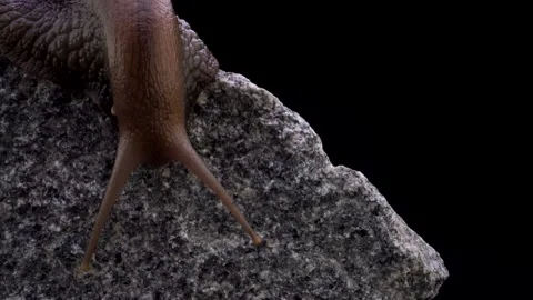 Snail on a stone close-up camera flight Stockbeeldmateriaal 158313311