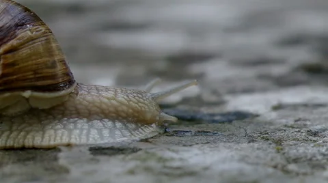 Snail on a stone. Stock Footage 40315095
