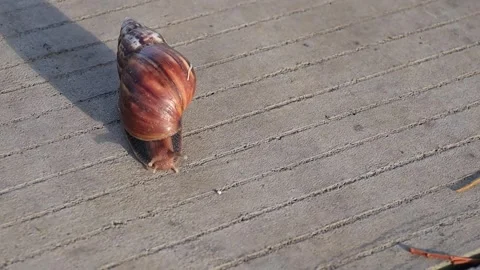 Snail on the stone Stock-Footage 231878680