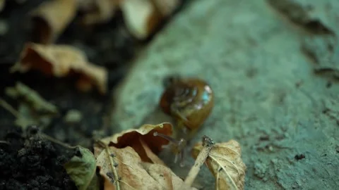 Snail On Stone Stock Footage 317472723