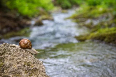 Snail on the stone next to the stream in the forest Stock Photos