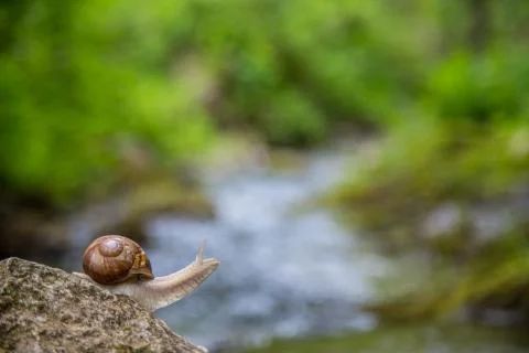 Snail on the stone next to the stream in the forest Stock Photos