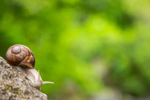 Snail on the stone next to the stream in the forest Stock Photos