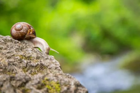 Snail on the stone next to the stream in the forest Stock Photos