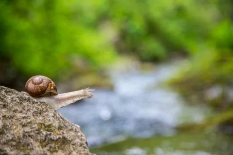 Snail on the stone next to the stream in the forest Stock Photos