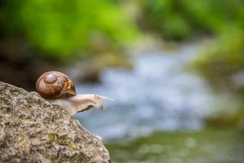 Snail on the stone next to the stream in the forest Stock Photos