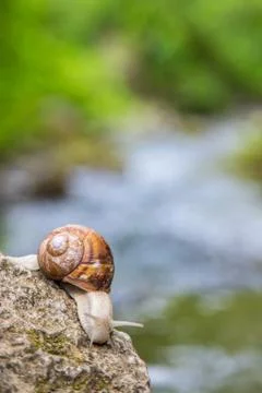 Snail on the stone next to the stream in the forest Foto stock