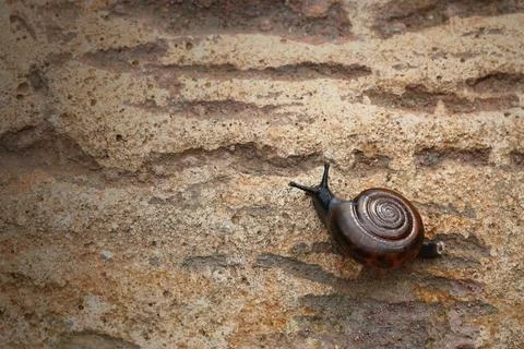 Snail on the stone for pattern Foto stock
