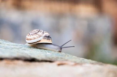 Snail on stone Stock Photos