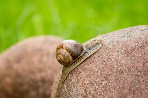Snail on a stone Foto stock
