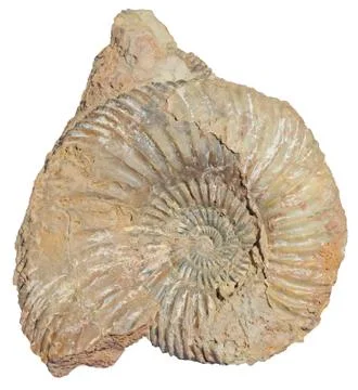 Snail stone Stock-Fotos