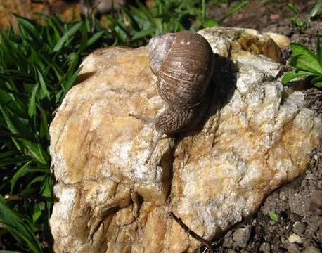 Snail on the stone Stock Photos