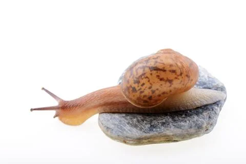 Snail on a stone Stock Photos