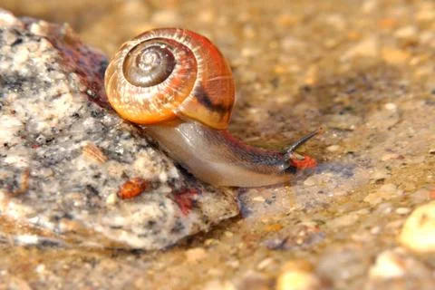 Snail on the stone Stock Photos