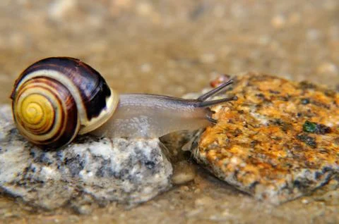 Snail on the stone Stock Photos