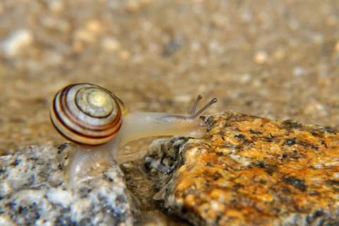 Snail on the stone Stock Photos