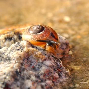 Snail on the stone Stock Photos