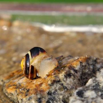 Snail on the stone Stock Photos
