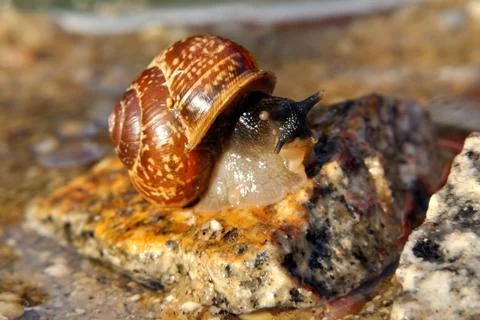 Snail on the stone Stock Photos
