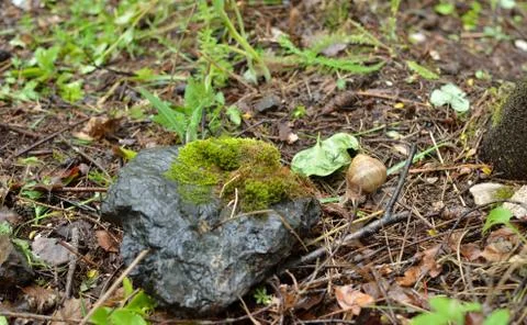 Snail by Stone Stock Photos