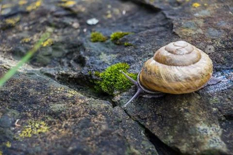 Snail on stone Stock Photos