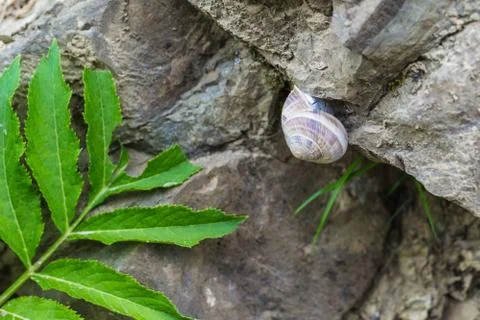 Snail on stone Foto stock