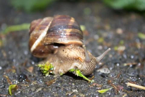 Snail on the stone Stock Photos