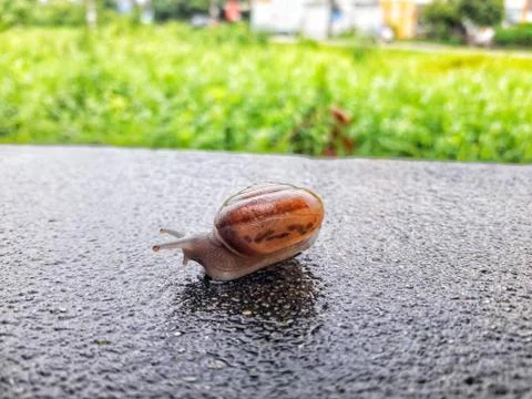 Snail on the stone Stock Photos