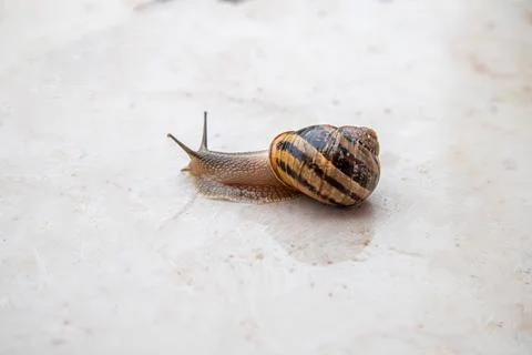 Snail on a stone Stock Photos