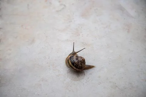 Snail on a stone Stock Photos