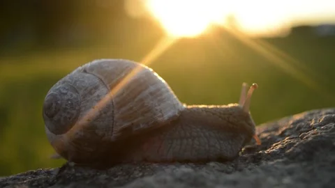 Snail on a stone in the sunset Stock Footage 90193560