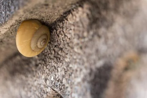 Snail on Stone Wall Stock Photos