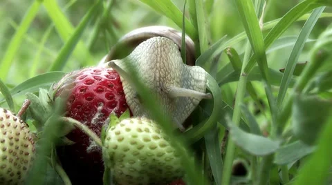 Snail on a strawberry patch Stock-Footage 11216760