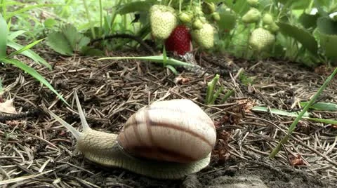 Snail on a strawberry patch Stock Footage 11216915