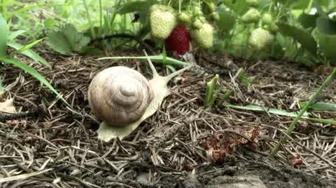 Snail on a strawberry patch Stock Footage 11217276