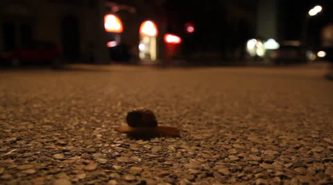 Snail on street Stock Footage 31739706
