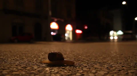Snail on street Stock Footage 31739719