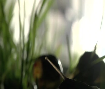 Snail Stretches Head Stock Footage 356539