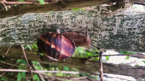 Snail with striped shell crawls up the trunk of a tree. Close up. Wildlife. Stock Footage 153276354