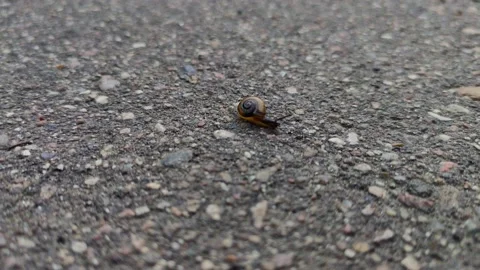 Snail With A Striped Spiral Shell Crawling on a Asphalt Stock Footage 133233620