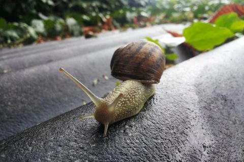 Snail on a structure after rain. 스톡 사진