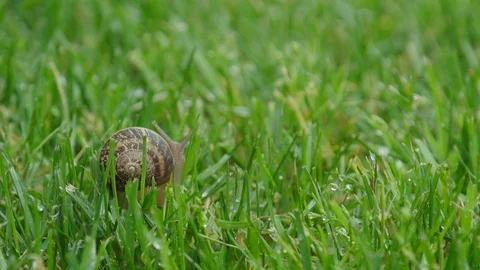 Snail Struggles to Move in Grass 動画素材 107231715