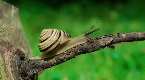 Snail on the stump Stock Footage 52369731