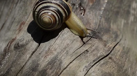 Snail on the stump Stock Footage 52369827