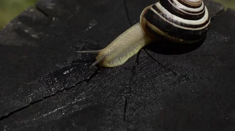 Snail on the stump Stock Footage 52369944