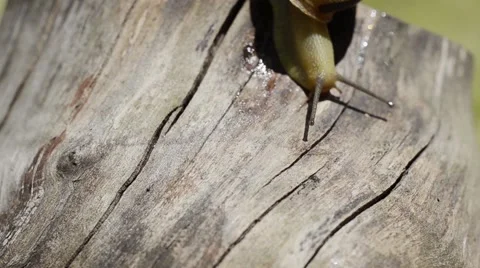 Snail on the stump Video stock 52372685