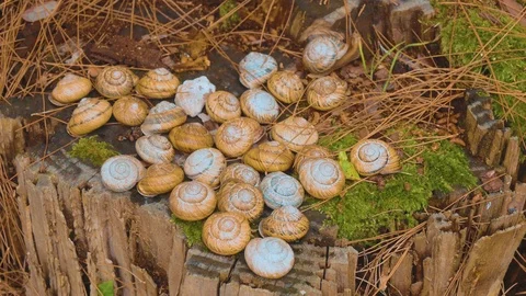 Snail on the Stump Stock Footage 94801461
